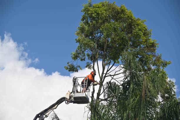 How Our Tree Care Process Works  in  Labadieville, LA